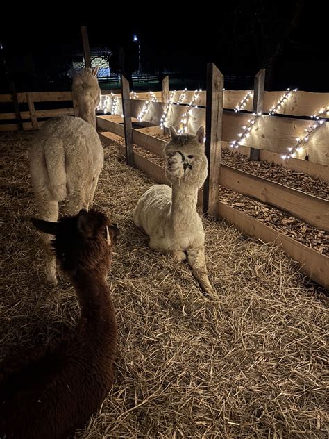 Praznična vasica z alpaki