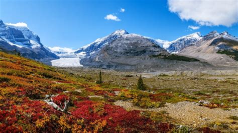 Arktična tundra s polarnim cvetjem