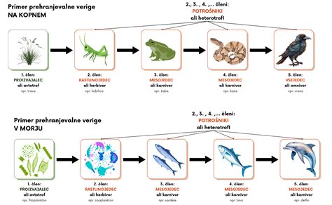 Shematski prikaz prehranjevalne verige v Rossovem morju