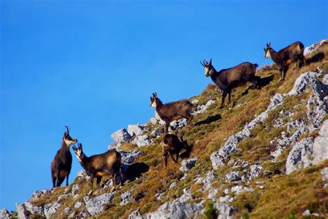 Lovski revir Stanetinci v Slovenskih goricah