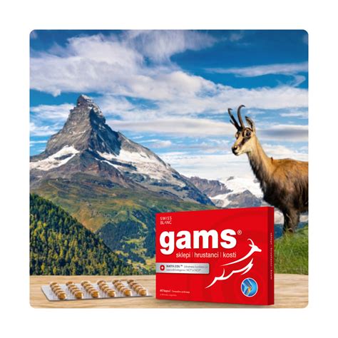 Gams na pohorskih planjavah