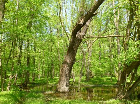 Reka Mura in njeni obrečni gozdovi