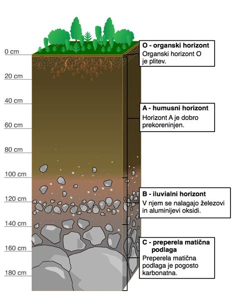 Prerez rdeče prsti (terra rossa) v naravnem okolju