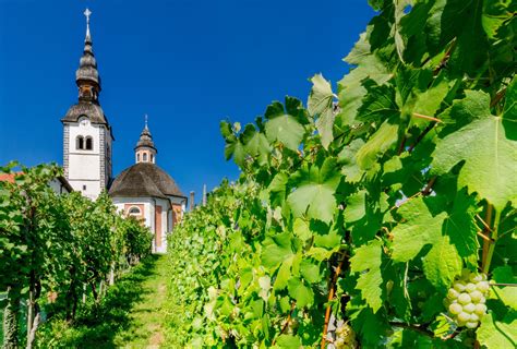 Vinogradi Bele krajine