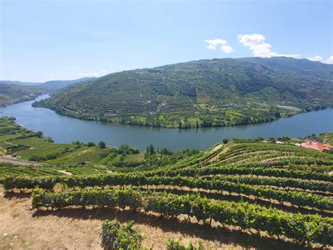 Istrska pokrajina s oljkami in vinogradi