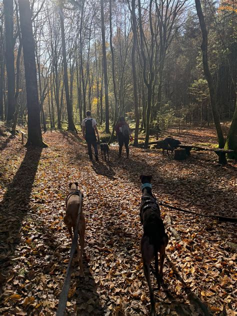 Makadamska pot skozi gozd