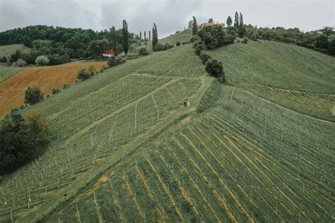 Vinogradi na Štajerskem