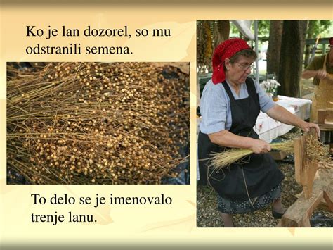 Ilustracija procesa predelave lanu od pridelka do tkanine