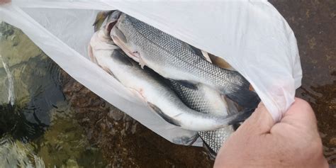 Prikaz lepo postreženega, a morda majhnega dela morske hrane