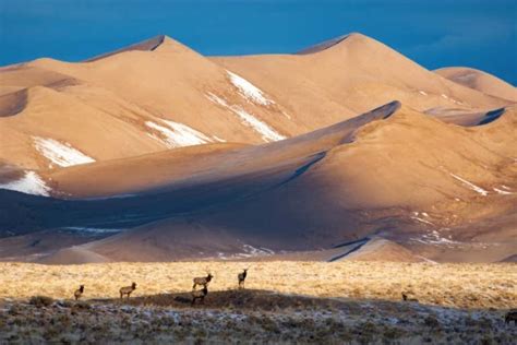 Visoke peščene sipine v Narodnem parku Great Sand Dunes s pogorjem v ozadju