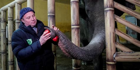 Orangutan, ki se igra v svojem naravnem habitatu v Živalskem vrtu Schönbrunn