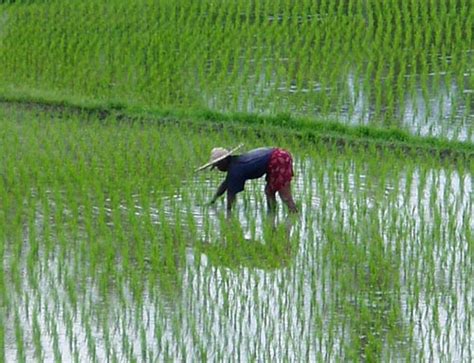 Pogled na riževa polja na Baliju