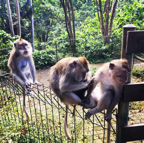 Opičji gozd v Ubudu z opico na rami obiskovalca