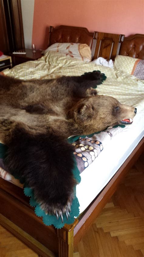 Lovska trofeja medveda