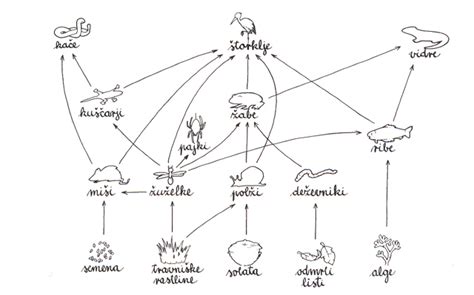 Različni post-naravni organizmi v vitrinah