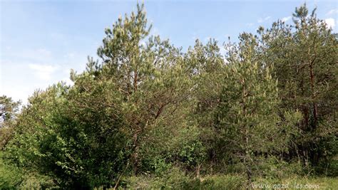 Borov gozd ob morju v Makarski rivieri